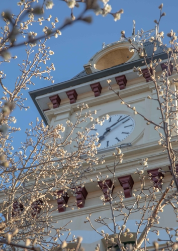 The clock face of an old country town Post Office framed by spring blossoms against a blue sky - Australian Stock Image