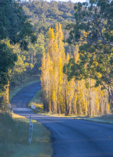 The early morning sun on golden poplars trees on a country road in the country - Australian Stock Image