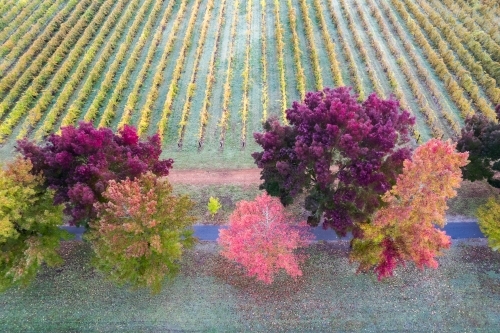 The end of a vineyard with autumn trees on the end of the crop - Australian Stock Image