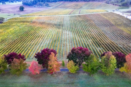 The end of a vineyard with autumn trees on the end of the crop - Australian Stock Image