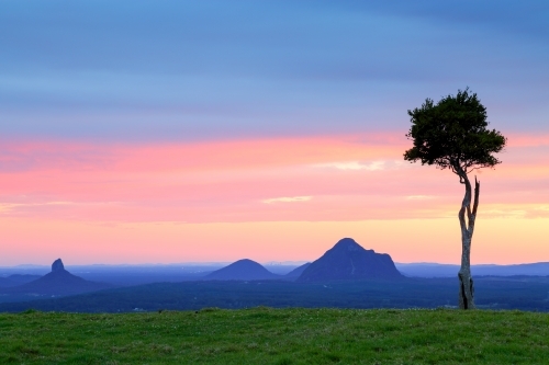 The famed One Tree Hill tree in front of the Glasshouse Mountains.