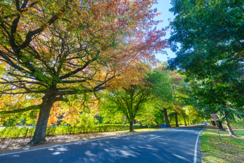 The famous entrance into Bright on an autumn morning, along the Great Alpine Rd in Victoria - Australian Stock Image