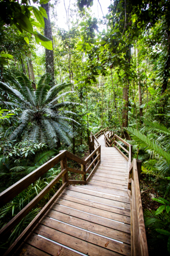 The famous Jindalba Boardwalk thru ancient rainforest in the Daintree region of Queensland - Australian Stock Image