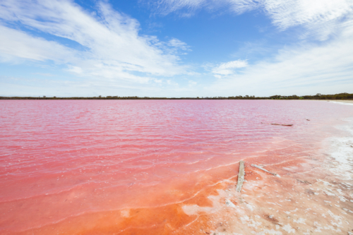 The famous Lake Lochiel, otherwise known as Pink Lake near Dimboola on a warm spring day - Australian Stock Image