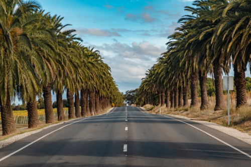 The Iconic Palm-Lined Road to Seppeltsfield Winery, Barossa Valley - Australian Stock Image