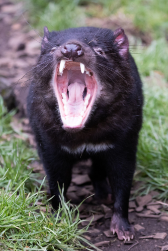 The iconic Tasmanian Devil in a natural environment on a cool spring day near Cradle Mountain - Australian Stock Image
