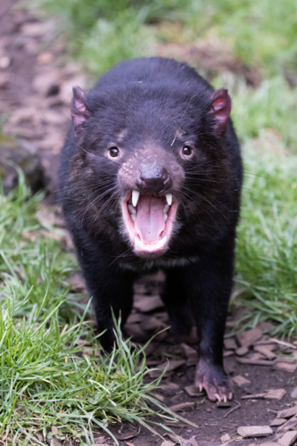 The iconic Tasmanian Devil in a natural environment on a cool spring day near Cradle Mountain - Australian Stock Image