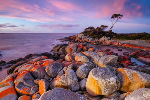 The lichen covered rocks at sunset in the Bay of Fires at Binalong Bay, Australia - Australian Stock Image