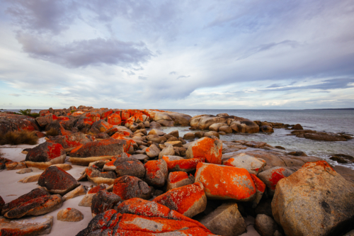 The lichen covered rocks at sunset in the Bay of Fires at Binalong Bay, Australia - Australian Stock Image