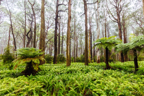 The lush ferny surroundings on a cold misty day along Donna Buang Rd near Don Rd and Healesville - Australian Stock Image