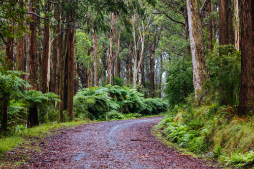 The lush ferny surroundings on a cold misty day along Donna Buang Rd near Don Rd and Healesville - Australian Stock Image