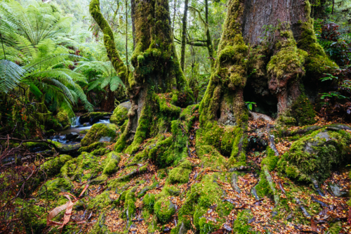 The public Rainforest Gallery on the slopes of Mt Donna Buang near Warburton Victoria - Australian Stock Image