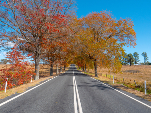 The road into Tenterfield in Autumn - Australian Stock Image
