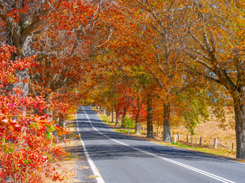 The road into Tenterfield in Autumn - Australian Stock Image