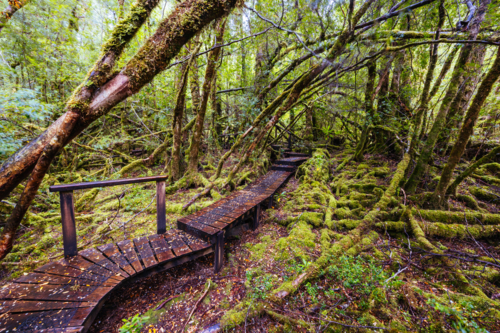 The secluded Creepy Crawly Trail and landscape on a cool summer afternoon in Southwest National Park - Australian Stock Image