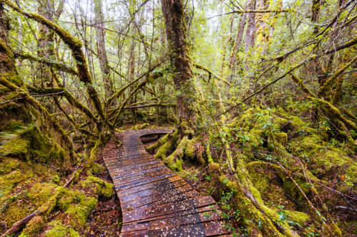The secluded Creepy Crawly Trail and landscape on a cool summer afternoon in Southwest National Park - Australian Stock Image
