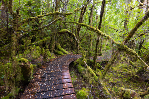 The secluded Creepy Crawly Trail and landscape on a cool summer afternoon in Southwest National Park - Australian Stock Image