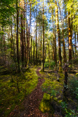The secluded Twisted Sister Trail and landscape on a cool summer afternoon - Australian Stock Image