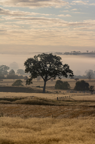 The silhouette of a tree in a country field under a cloudy sky - Australian Stock Image