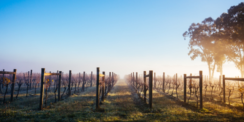 The sun rises over recently trimmed vines on a cold misty autumn morning in Yarra Valley - Australian Stock Image
