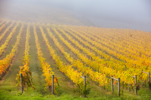 The sun rises through fog over autumn coloured vines in the Yarra Valley near Yarra Glen - Australian Stock Image
