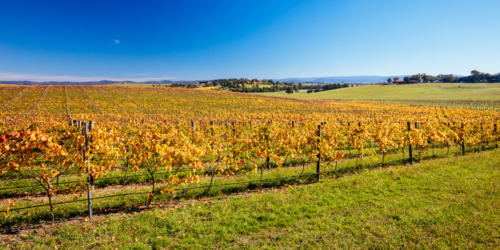 The sun rises through fog over autumn coloured vines in the Yarra Valley near Yarra Glen, Victoria - Australian Stock Image