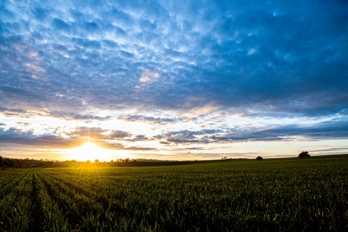 The sun sets over a grain crop in winter - Australian Stock Image
