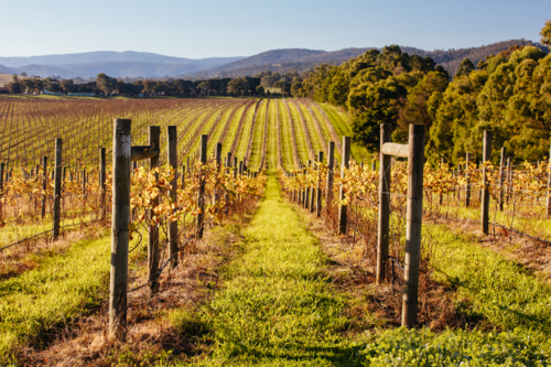 The sun sets over recently picked vines on a warm autumn evening in Yarra Valley, Victoria - Australian Stock Image