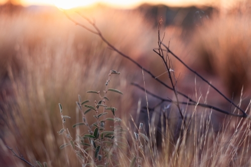 the sunset lighting some native bush plants at the outback - Australian Stock Image