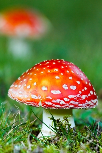 The toxic psychoactive Amanita muscaria - a fungus of fairy tales - Australian Stock Image