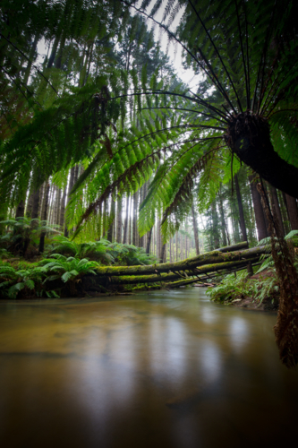 The tranquil Californian Redwood Forest in Cape Otway, Victoria, Australia - Australian Stock Image