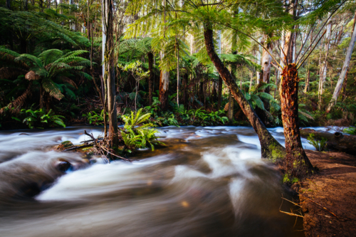 The tranquil Cement Creek near the iconic Redwood Forest in Warburton, Victoria, Australia - Australian Stock Image