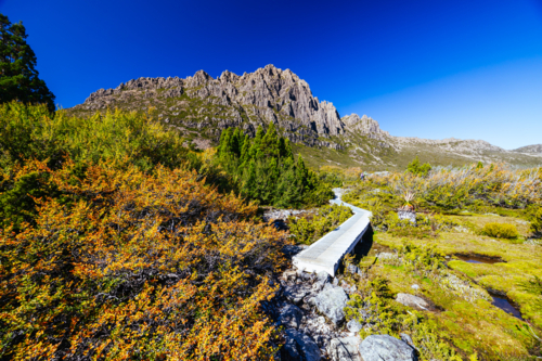 The turning of the Fagus on the western slopes of Cradle Mountain on a warm autumn afternoon - Australian Stock Image