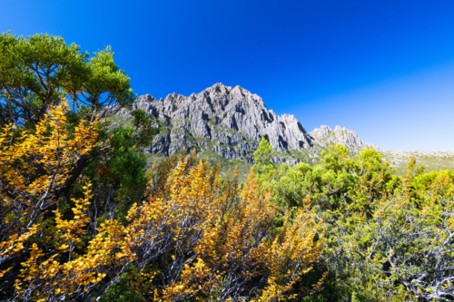 The turning of the Fagus on the western slopes of Cradle Mountain on a warm autumn afternoon - Australian Stock Image