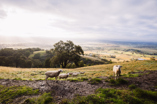 The view over Yarra Glen on a cool foggy autumn morning in Victoria, Australia - Australian Stock Image