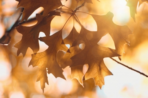 The warm, golden light of the autumn sun illuminates the leaves - Australian Stock Image