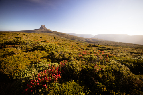 The wide landscape views at sunset of Barn Bluff and alpine heath plants including Mountain Rocket - Australian Stock Image