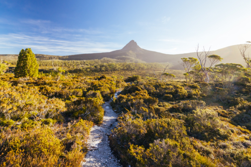 The wide landscape views at sunset of Barn Bluff and alpine heath plants on the Overland Track - Australian Stock Image