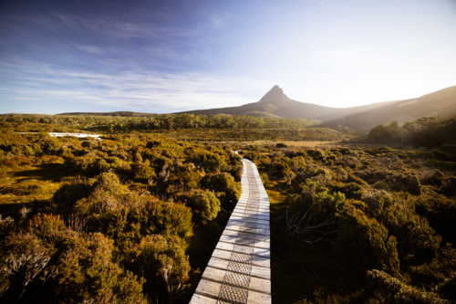 The wide landscape views at sunset of Barn Bluff and alpine heath plants on the Overland Track - Australian Stock Image