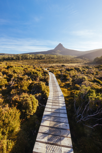 The wide landscape views at sunset of Barn Bluff and alpine heath plants on the Overland Track - Australian Stock Image