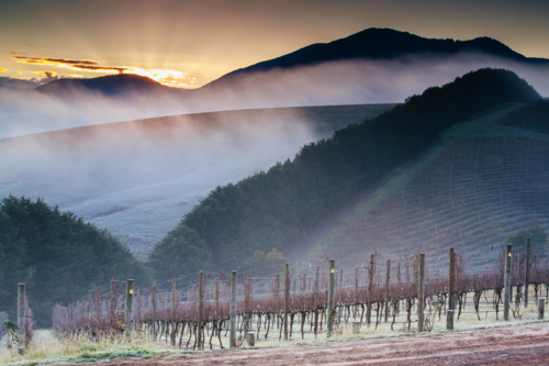 The winter sun rises on a cold misty and frosty morning in the Yarra Valley, Victoria, Australia - Australian Stock Image
