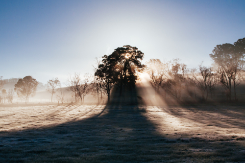The winter sun rises on a cold misty and frosty morning in the Yarra Valley, Victoria, Australia - Australian Stock Image
