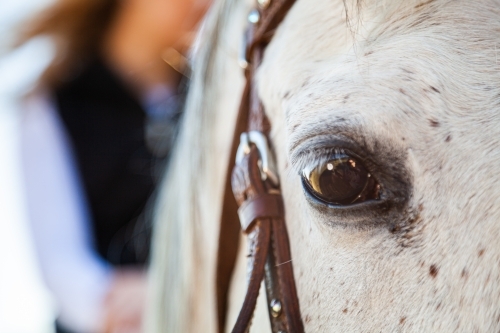 They brown eye of a grey horse close up in detail - Australian Stock Image