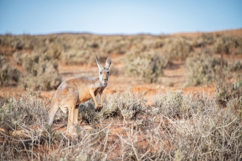 Thin kangaroo standing in the dry, barren land. - Australian Stock Image