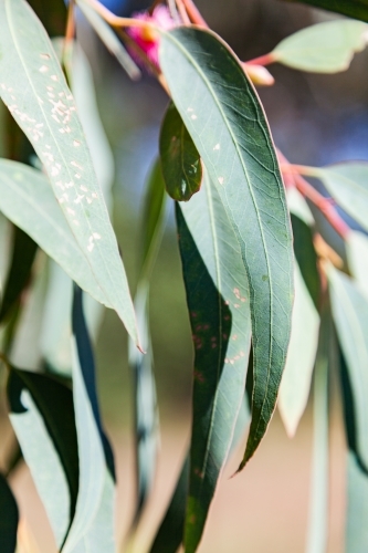 Thin silver blue gum leaves hanging from tree - Australian Stock Image