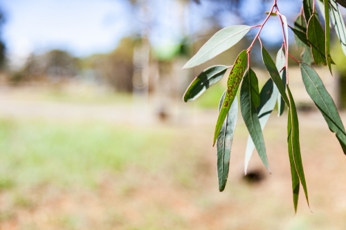 Thin silver blue gum leaves hanging from tree - Australian Stock Image