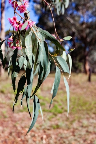 Thin silver blue gum leaves hanging from tree - Australian Stock Image