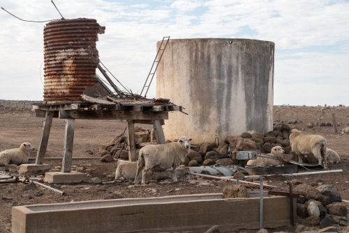 Thirsty sheep wait near a water tank for a drink during a drought - Australian Stock Image