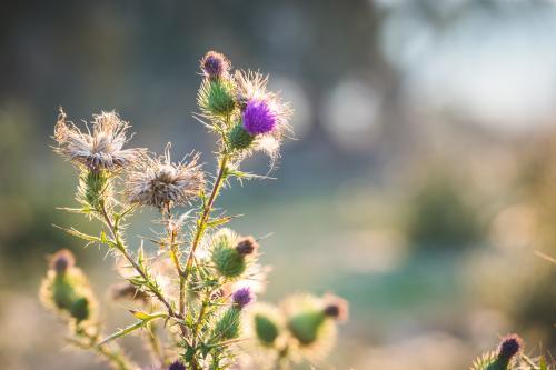 Thistle close up - Australian Stock Image