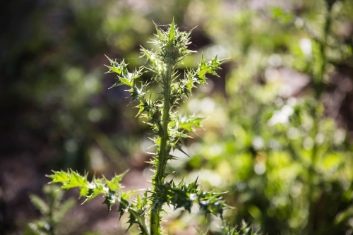 Thistle weed - Australian Stock Image